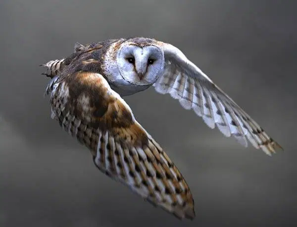 Здравствуйте, не желаете ли поговорить о самой лучшей сове на свете, о сипухе?