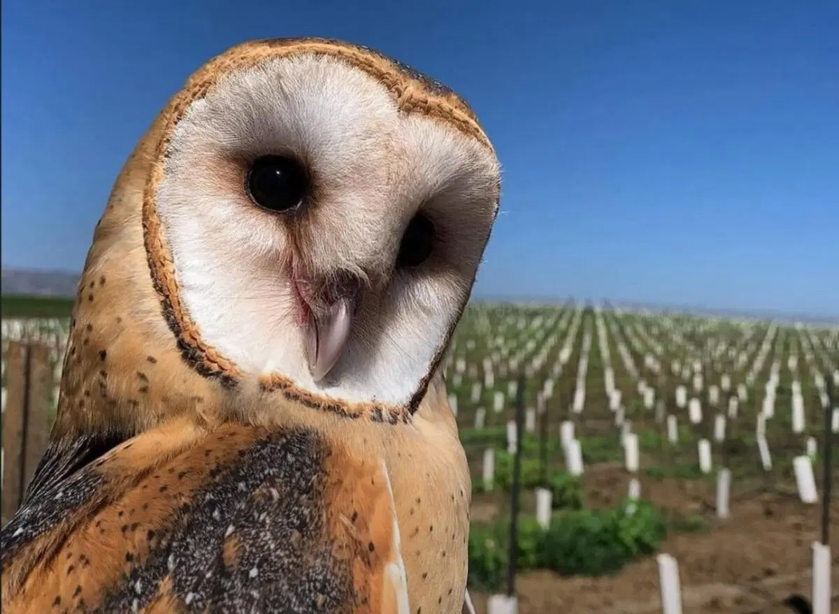 Здравствуйте, не желаете ли поговорить о самой лучшей сове на свете, о сипухе?