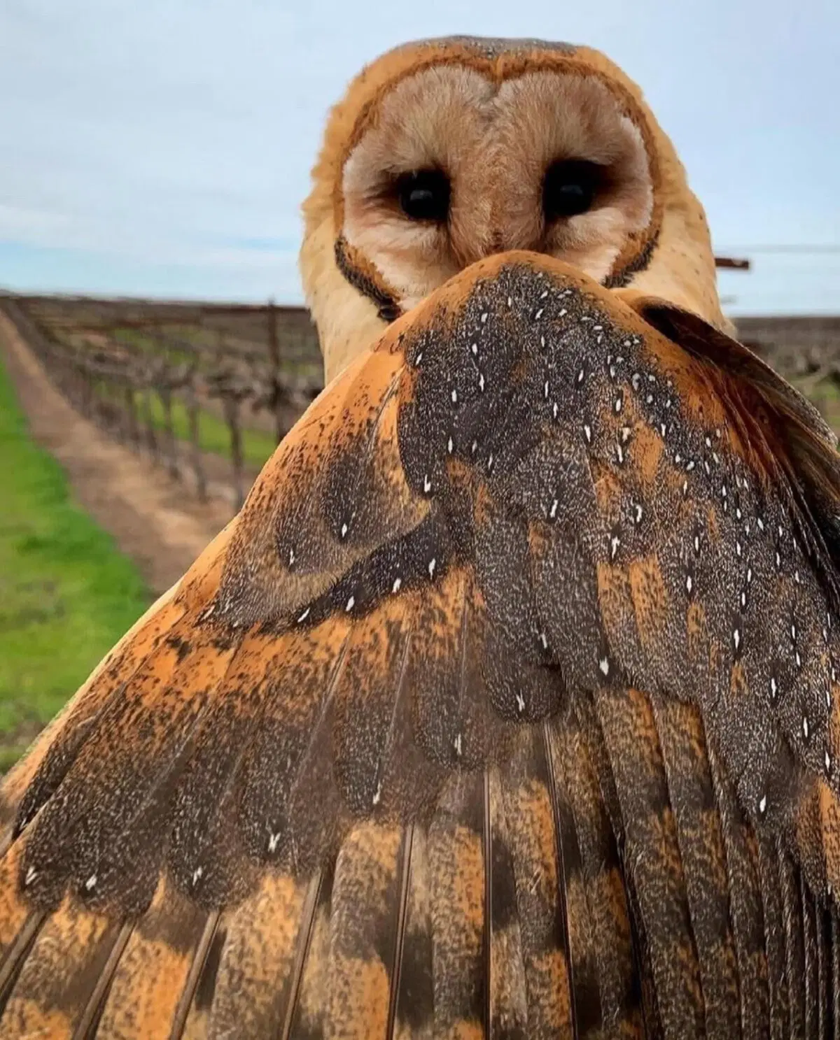 Здравствуйте, не желаете ли поговорить о самой лучшей сове на свете, о сипухе?