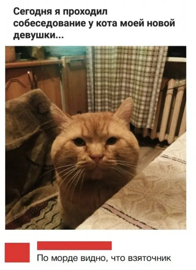 Дичка понедельникосредовое