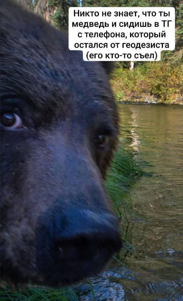 Дичка понедельникосредовое