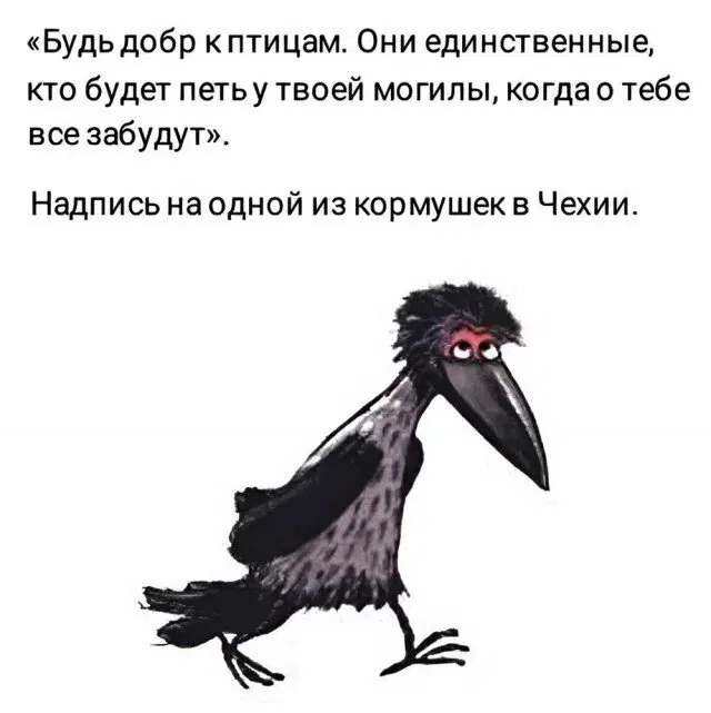 Дичка понедельникосредовое