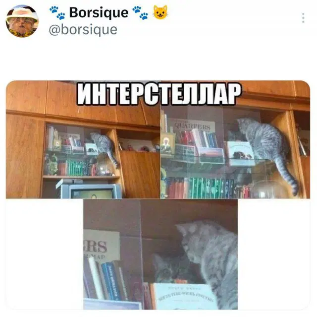 Дичка понедельникосредовое