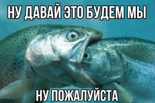 Дичка понедельникосредовое