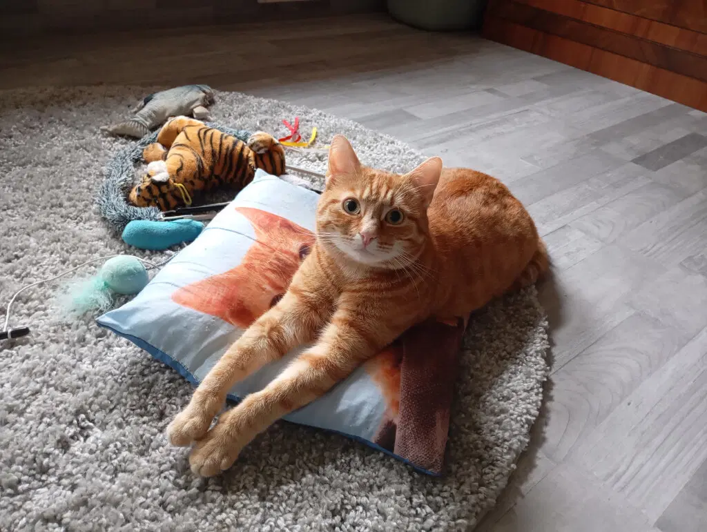 Ученые выяснили, почему люди плохо понимают кошек