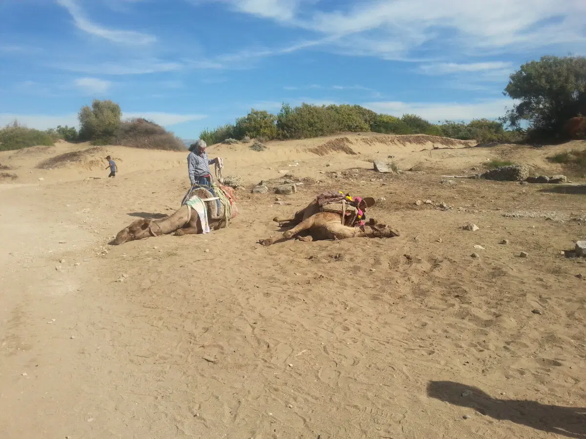 верблюды тоже устают