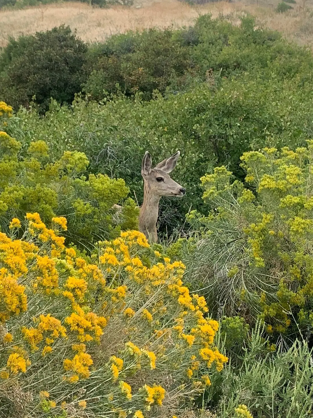 Бэмби, ты ли это?!