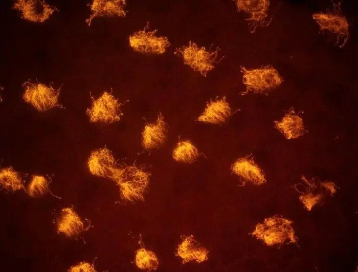 Миллиарды ксеноботов будут способны помочь нам очистить Мировой океан от микропластика / © sciencenews.org