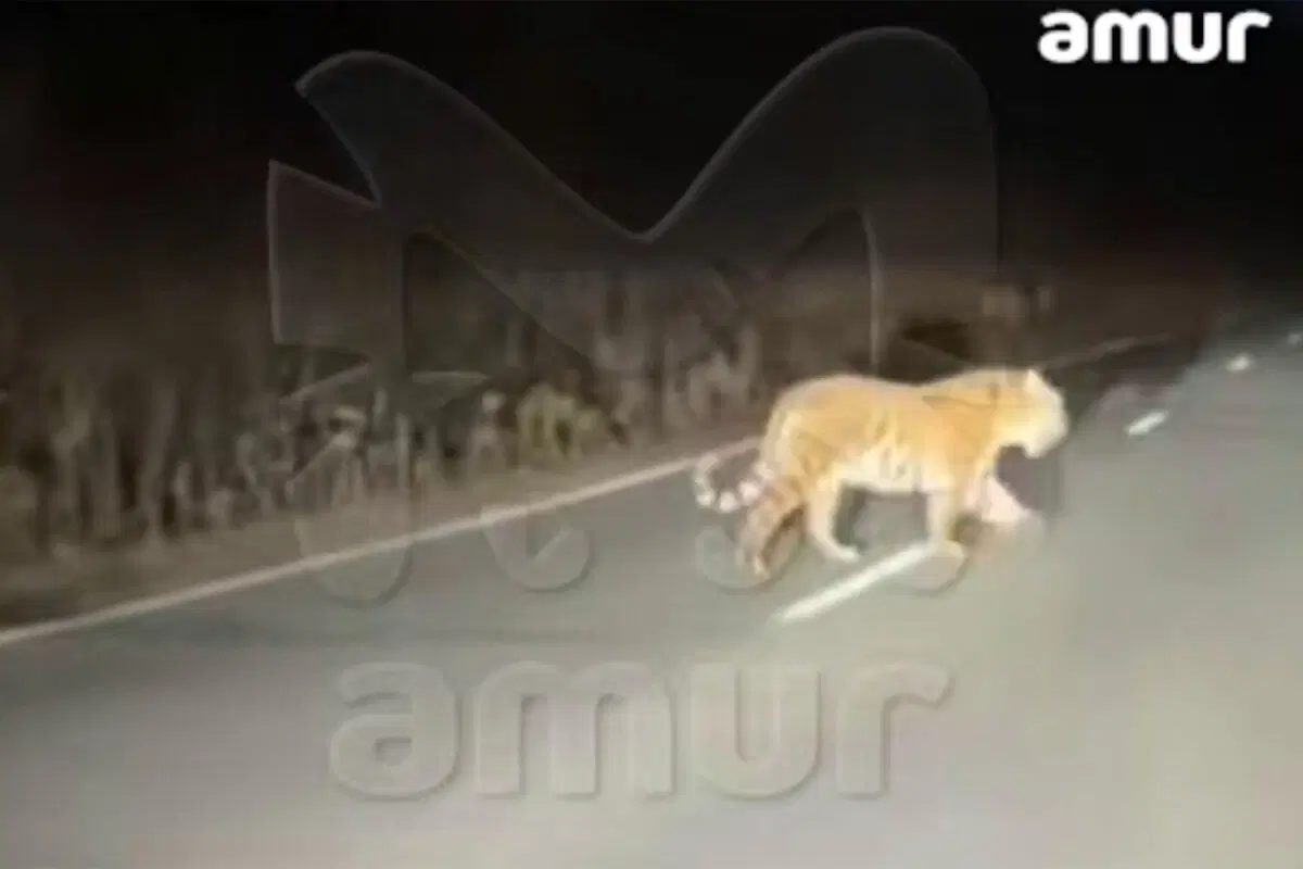 Это вам не какой-то гаишник)