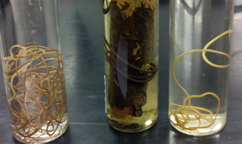 Червь-убийца беспозвоночных. Волосатики