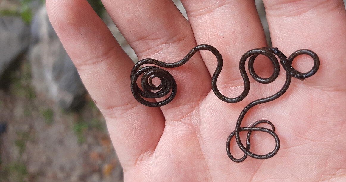 Червь-убийца беспозвоночных. Волосатики