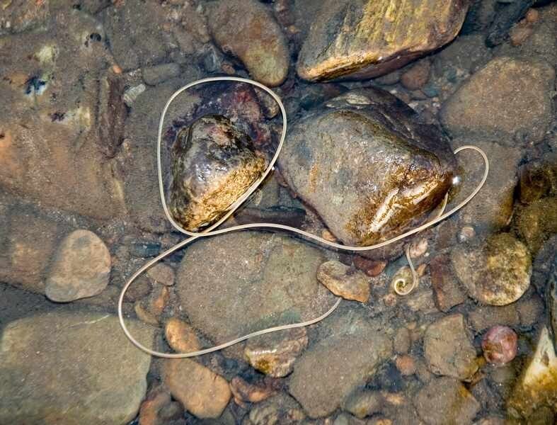 Червь-убийца беспозвоночных. Волосатики
