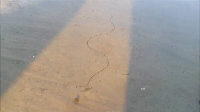 Червь-убийца беспозвоночных. Волосатики