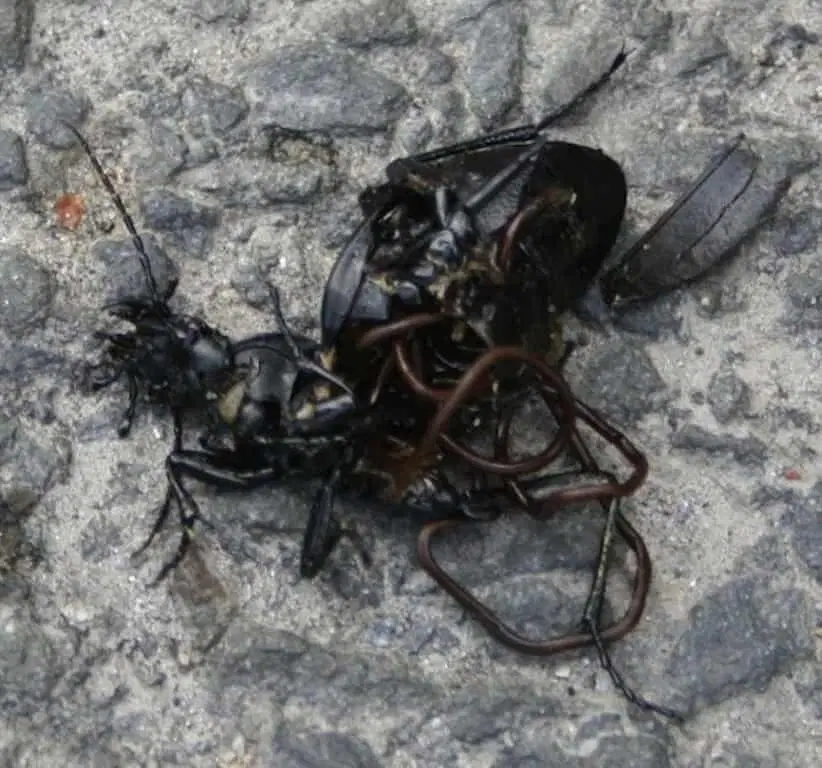 Червь-убийца беспозвоночных. Волосатики