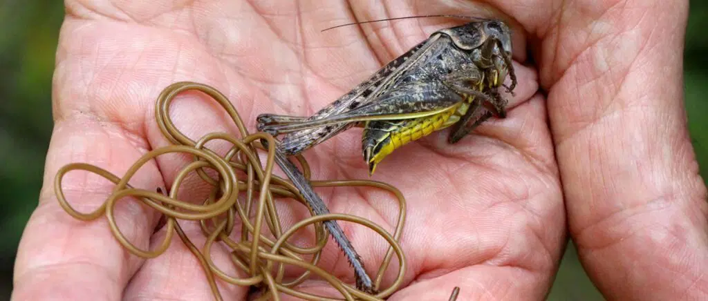 Червь-убийца беспозвоночных. Волосатики