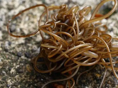 Червь-убийца беспозвоночных. Волосатики