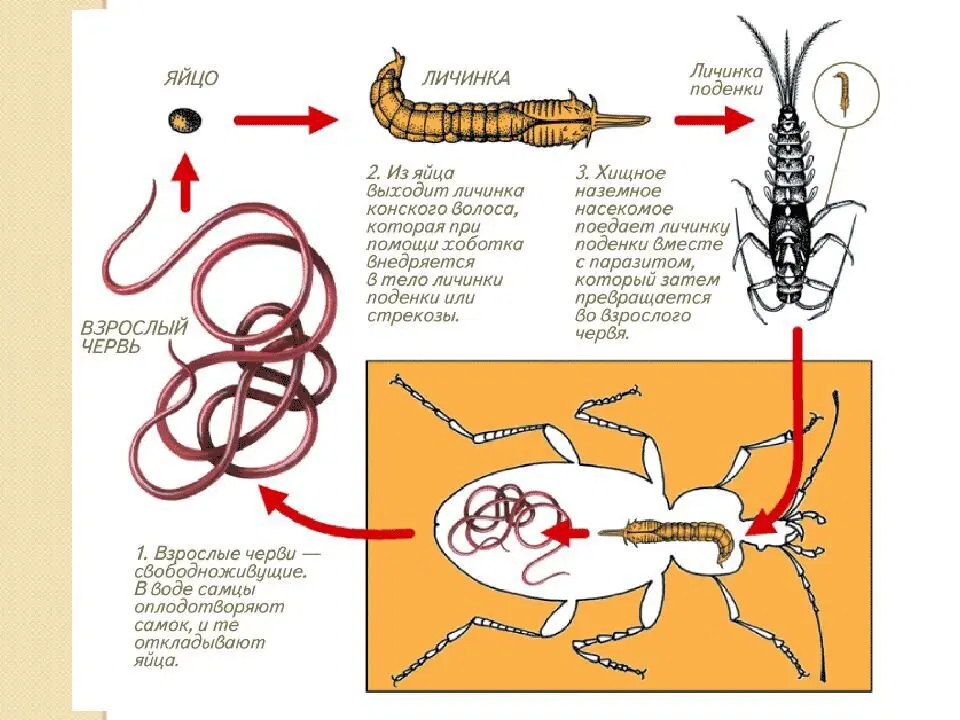 Червь-убийца беспозвоночных. Волосатики