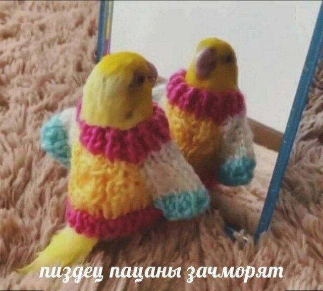 Дички на начало недельки