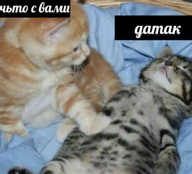 Дички на начало недельки