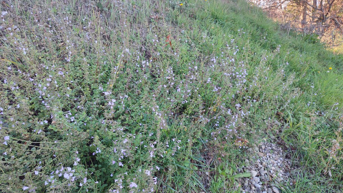 Незнаю, что за цветы, но запах от них обалденный.