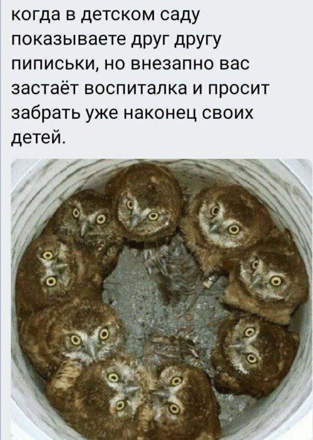 Дичка среды сестричка