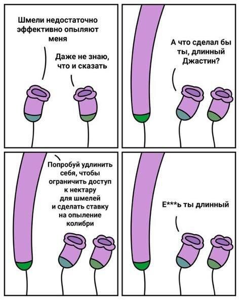 Дичка среды сестричка