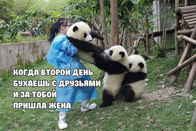 Дичка среды сестричка