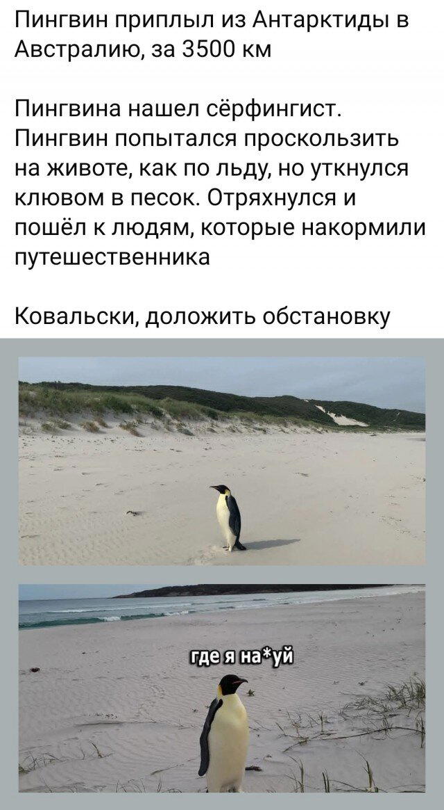Дичка среды сестричка