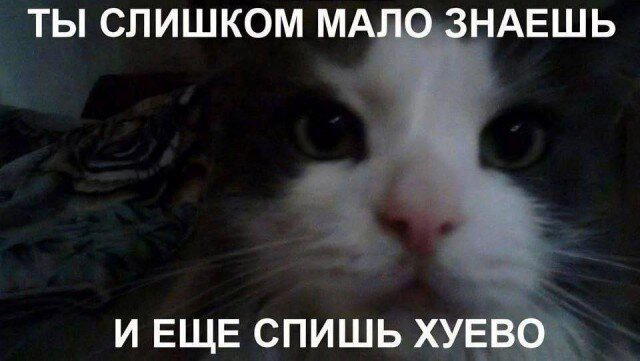 Дичка среды сестричка