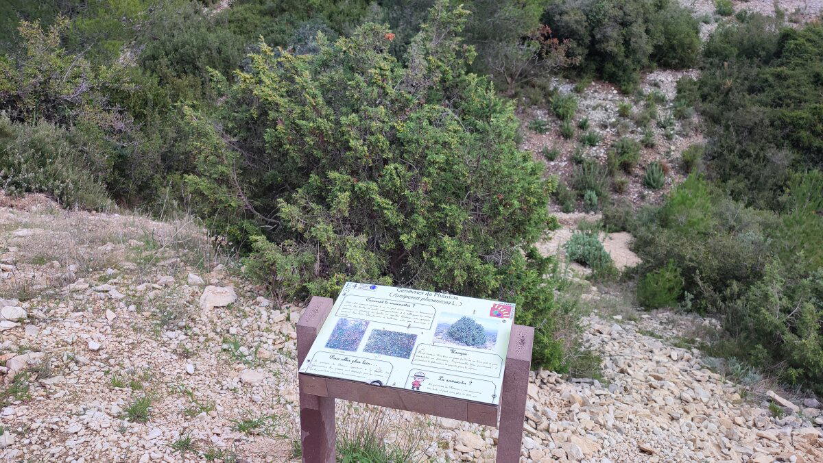 Каждый куст подписан