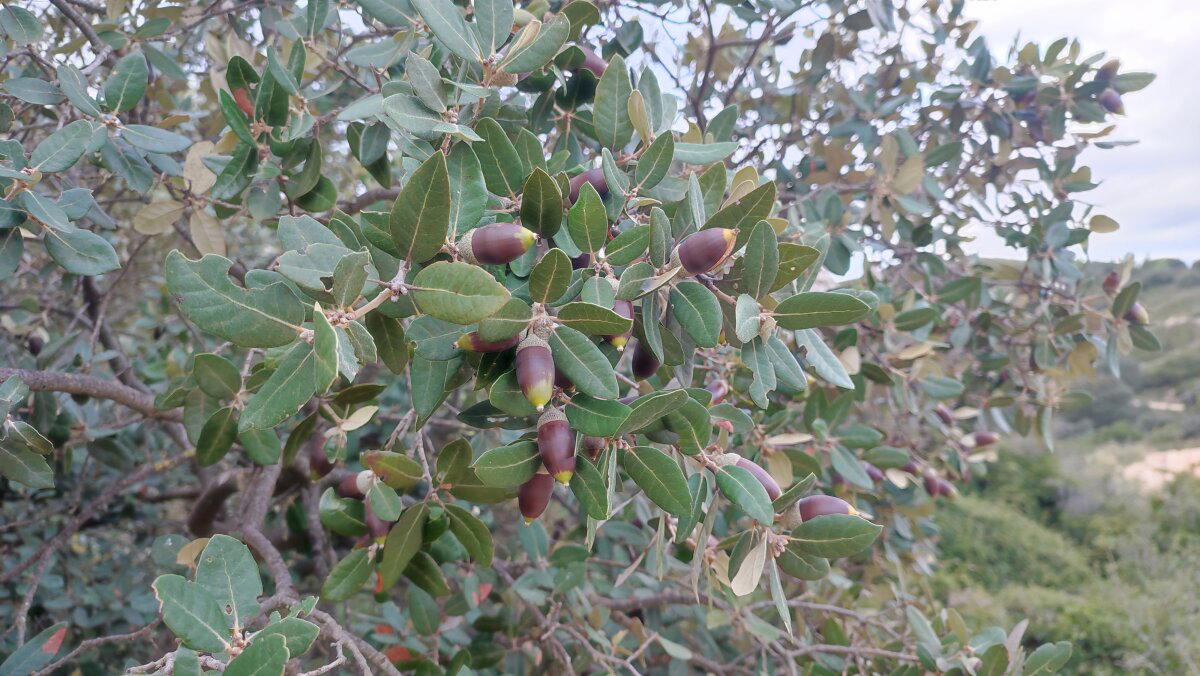 Куст с желудями 