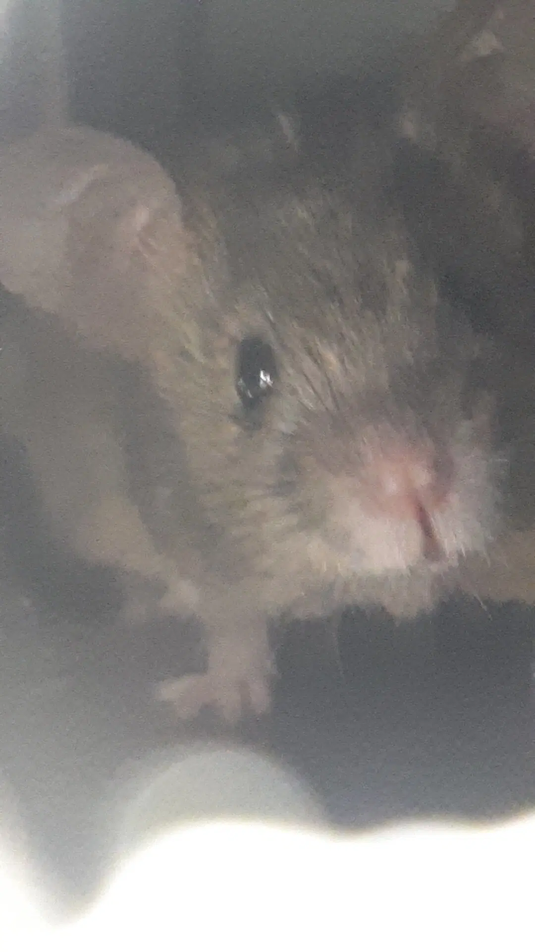 Охота была удачной.