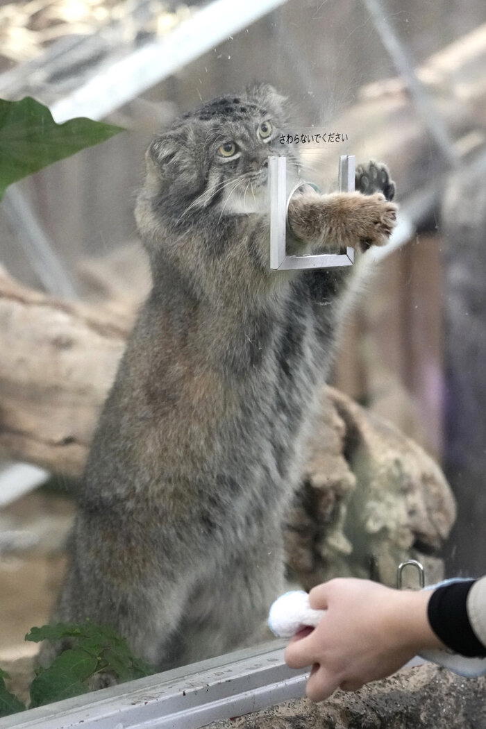 Нар, зоопарк Кобе, Япония