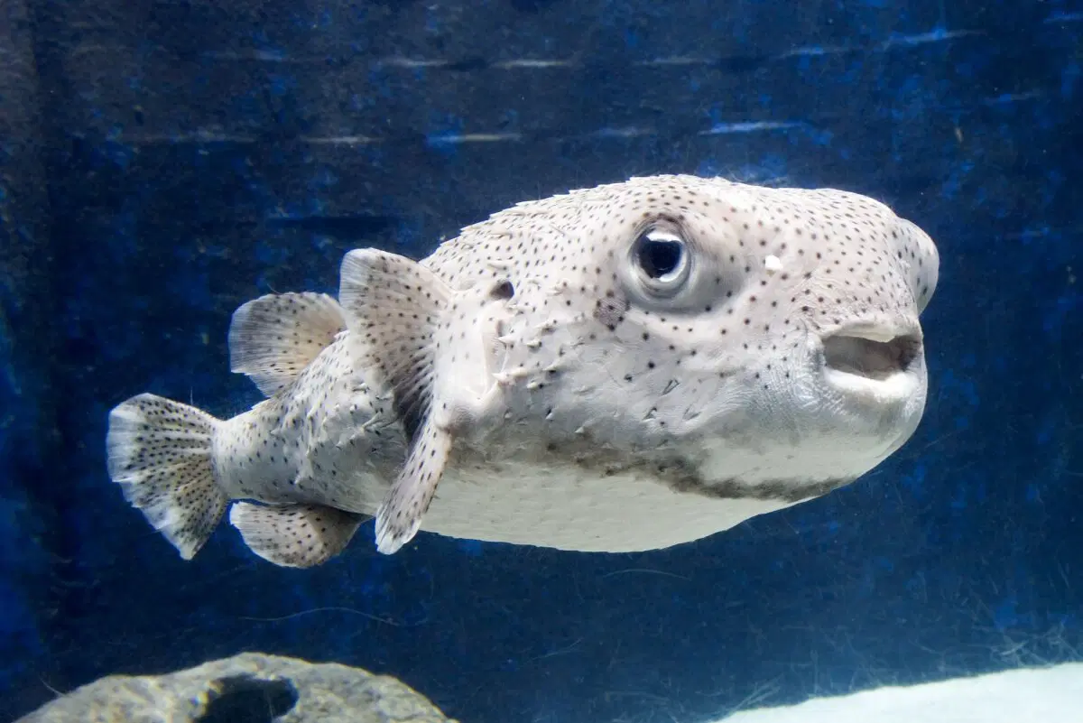 Рыба Фугу. Как живет смертельный деликатес?