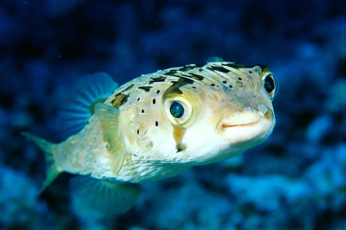 Рыба Фугу. Как живет смертельный деликатес?