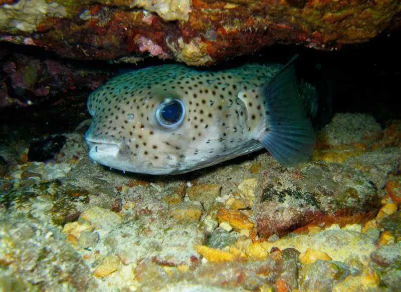 Рыба Фугу. Как живет смертельный деликатес?