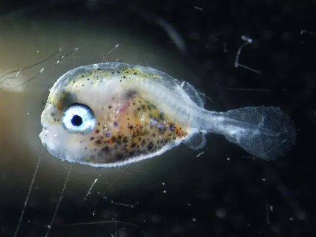 Рыба Фугу. Как живет смертельный деликатес?