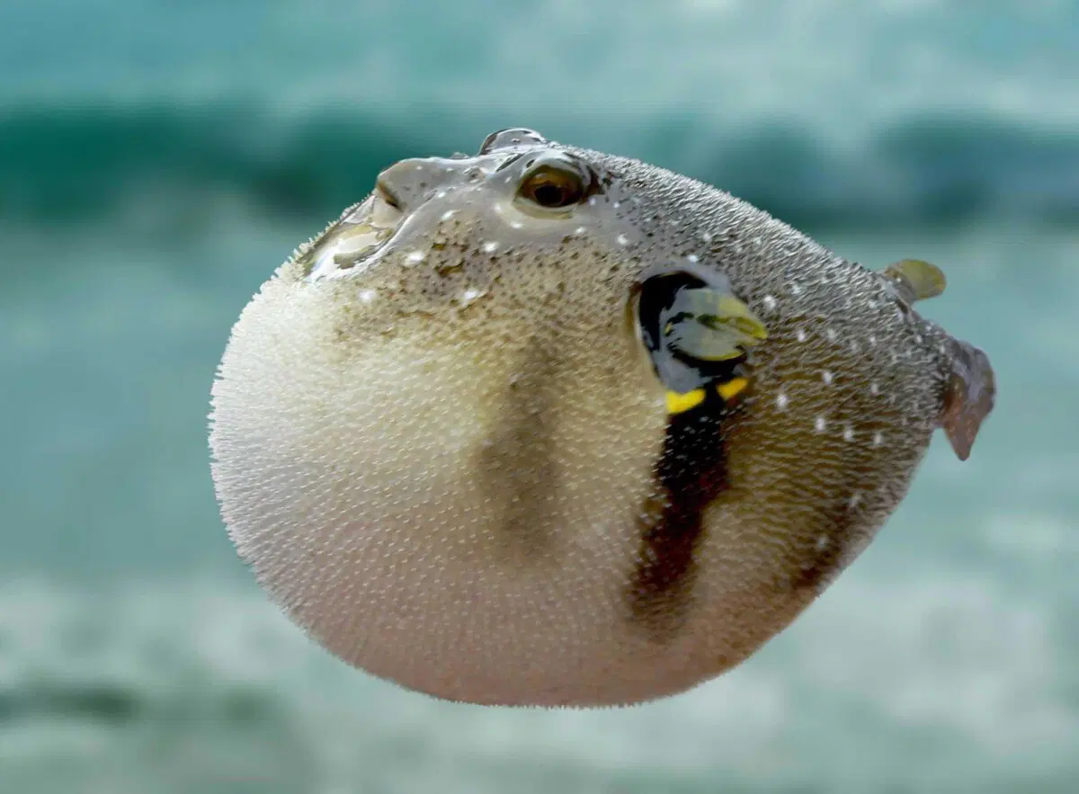 Рыба Фугу. Как живет смертельный деликатес?