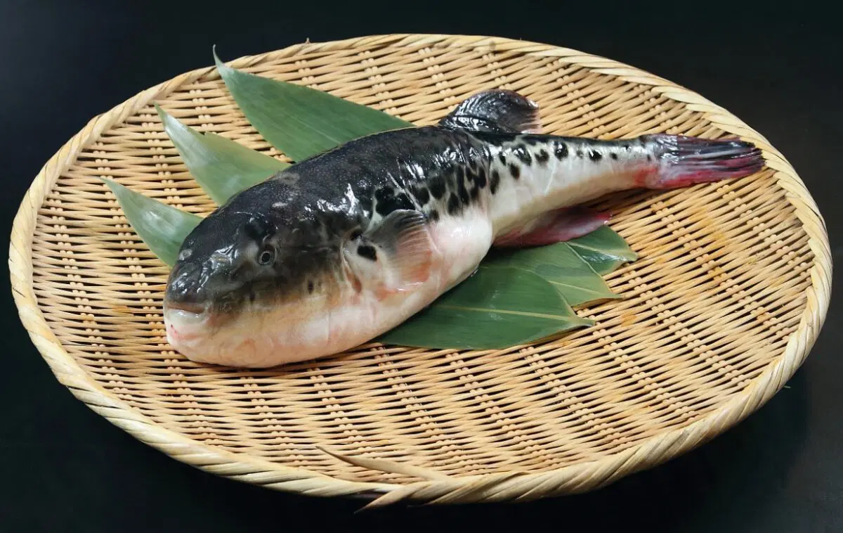 Рыба Фугу. Как живет смертельный деликатес?