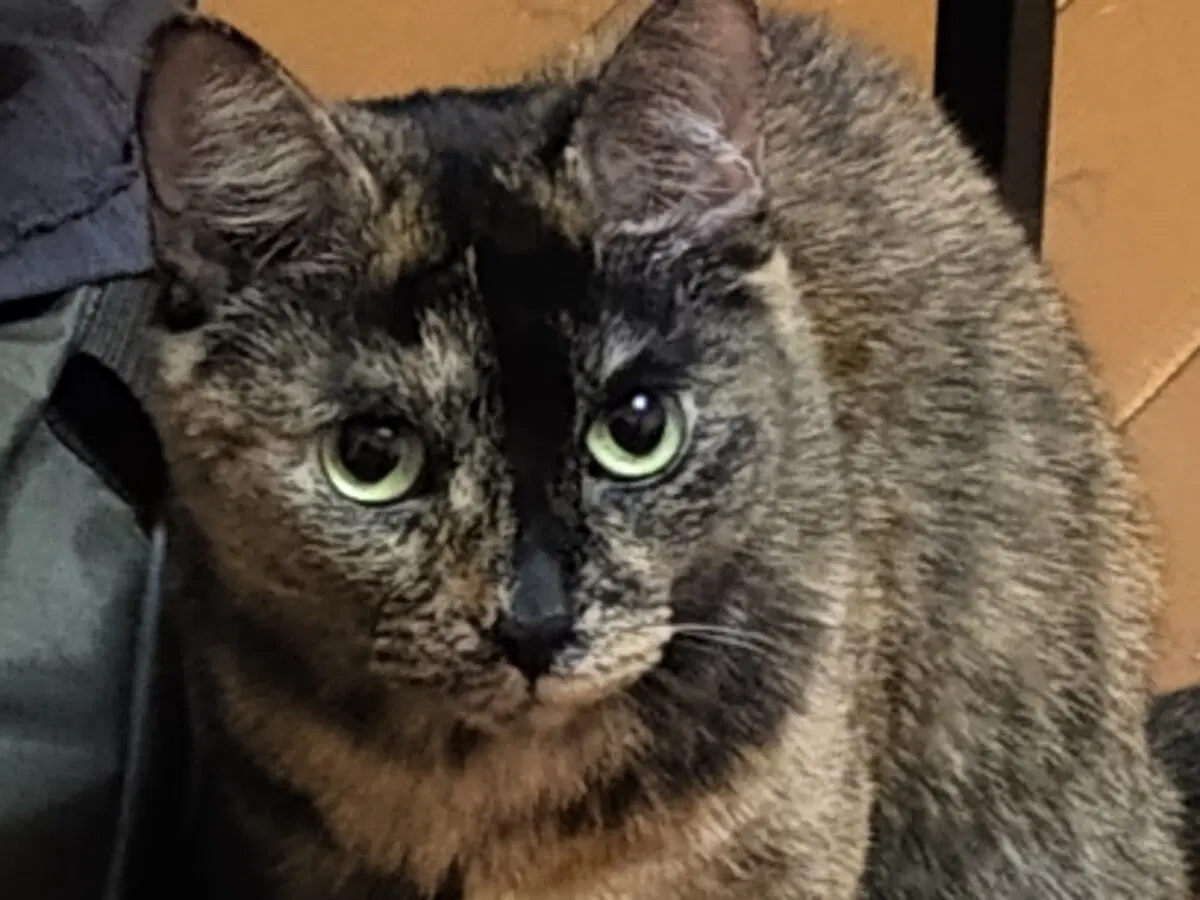 Фифа та ещё... Девочка, как иначе...