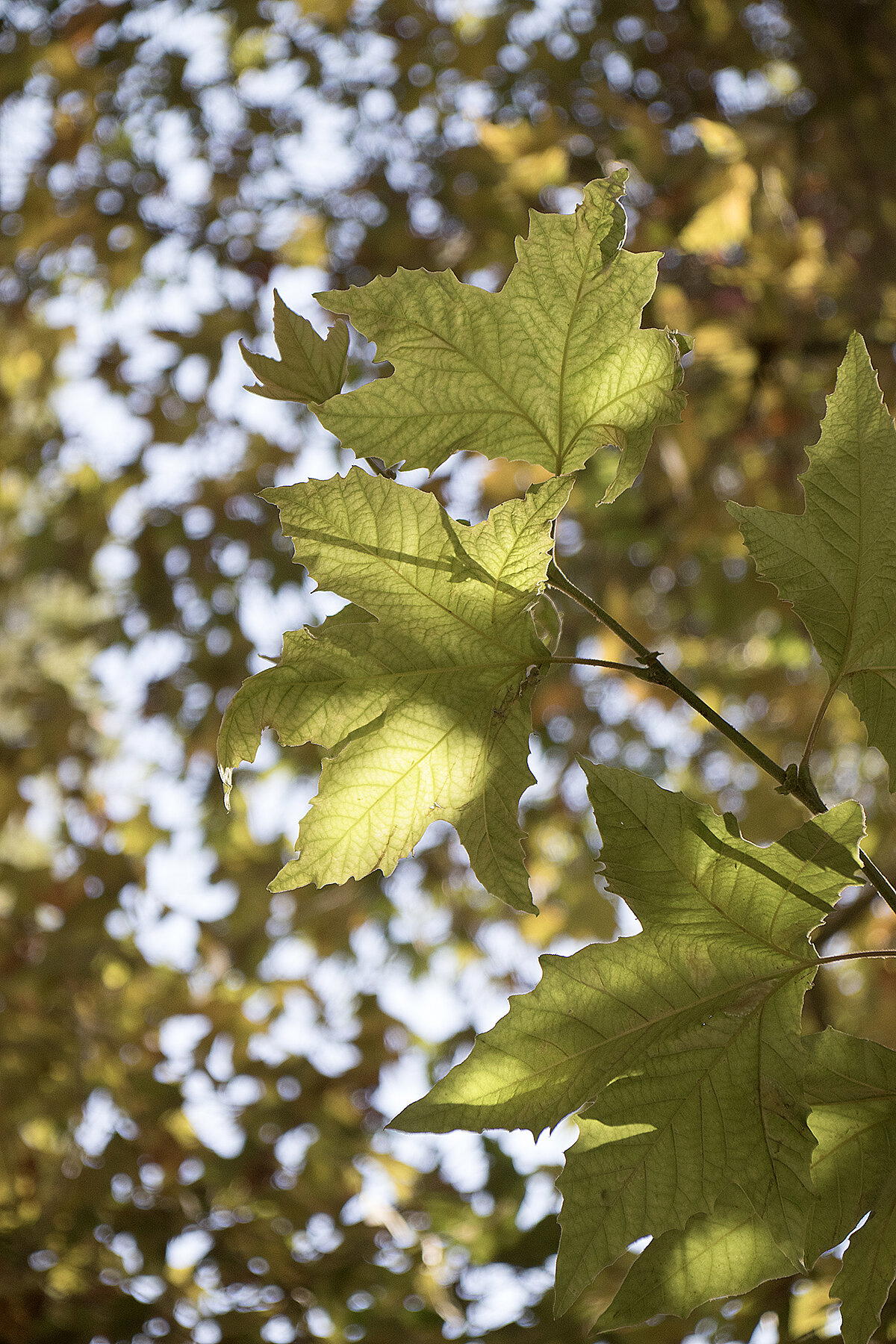 Эйн Хемед - Аква Белла