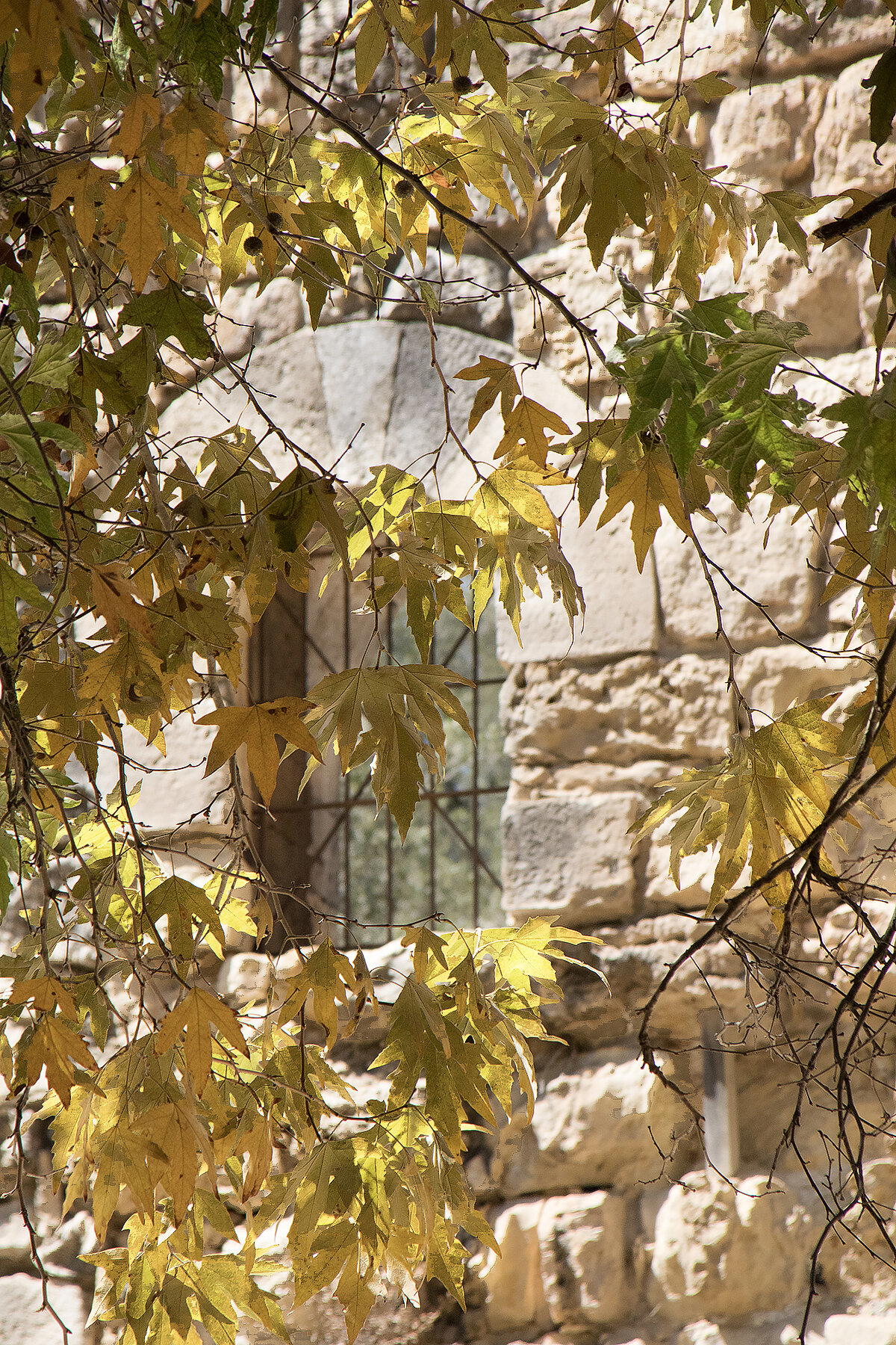 Эйн Хемед - Аква Белла