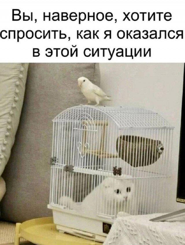 Дичка субботичка