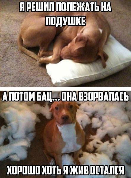 Дичка субботичка