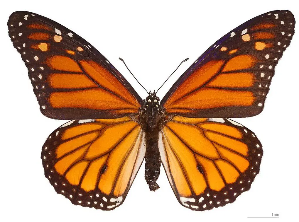 правда этот Монарх исключение из помазанников