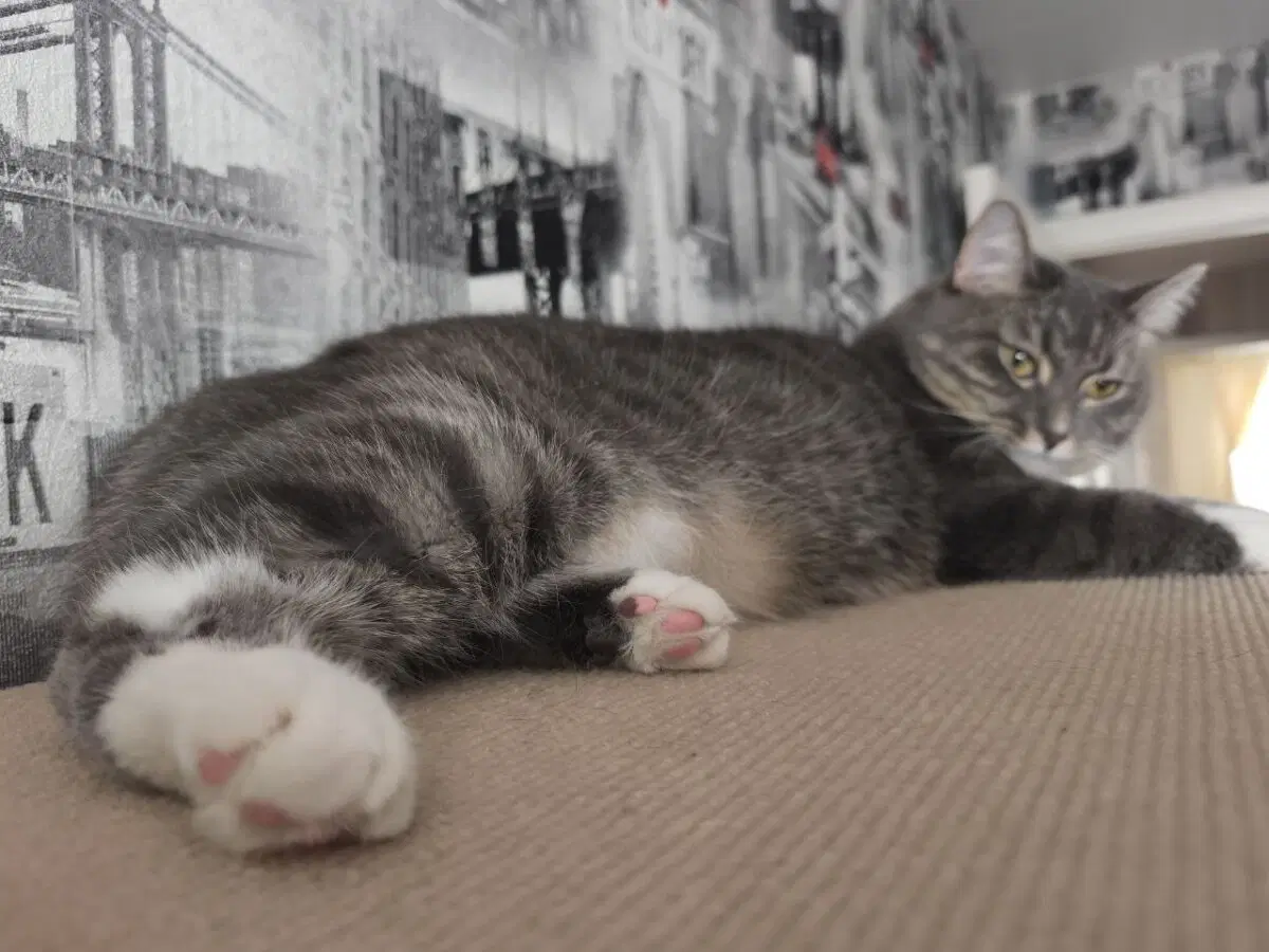 Сэр Макс и его лапки