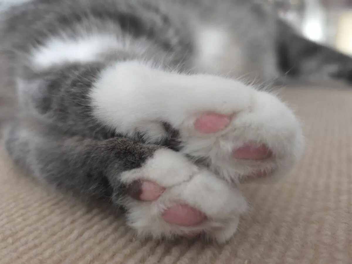 Сэр Макс и его лапки