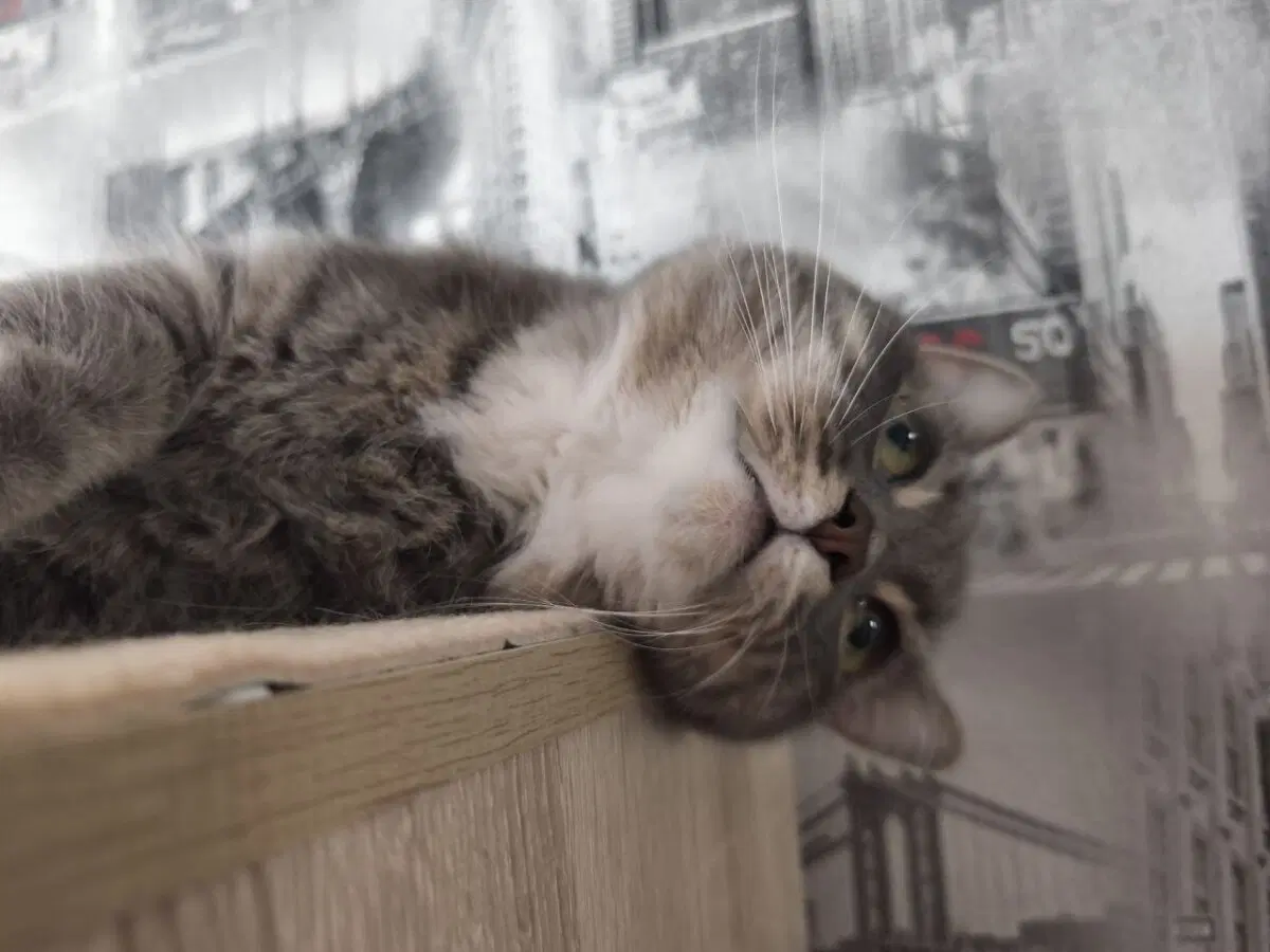 Сэр Макс и его лапки