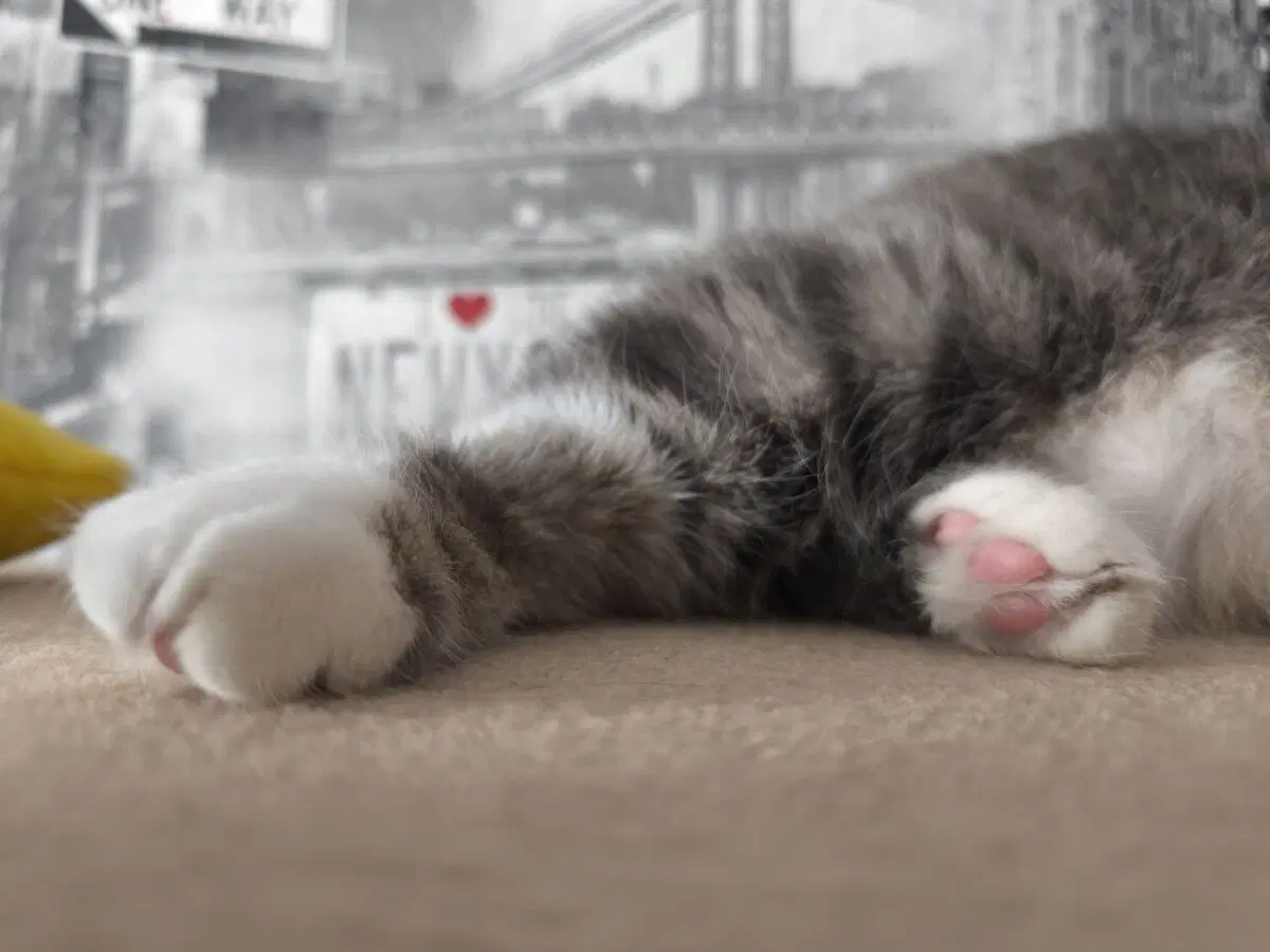 Сэр Макс и его лапки