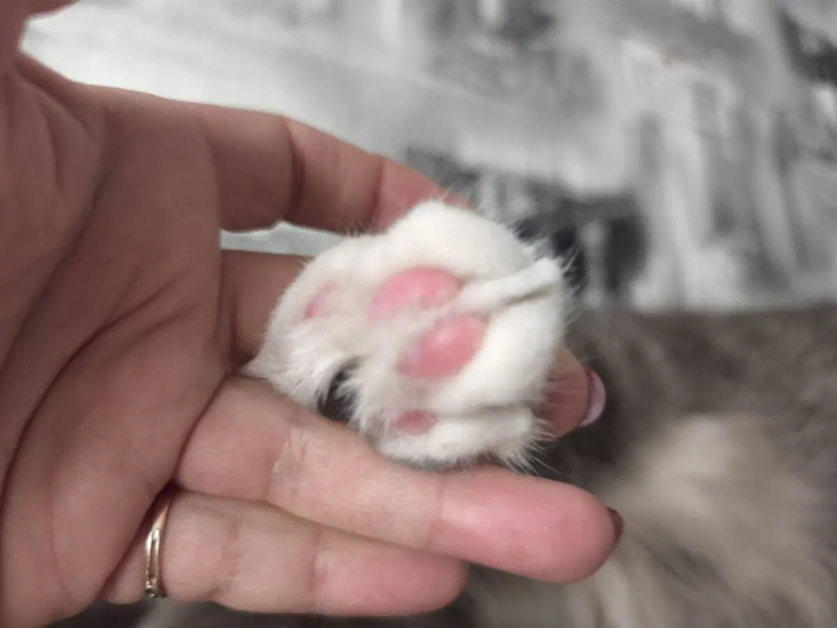 Сэр Макс и его лапки